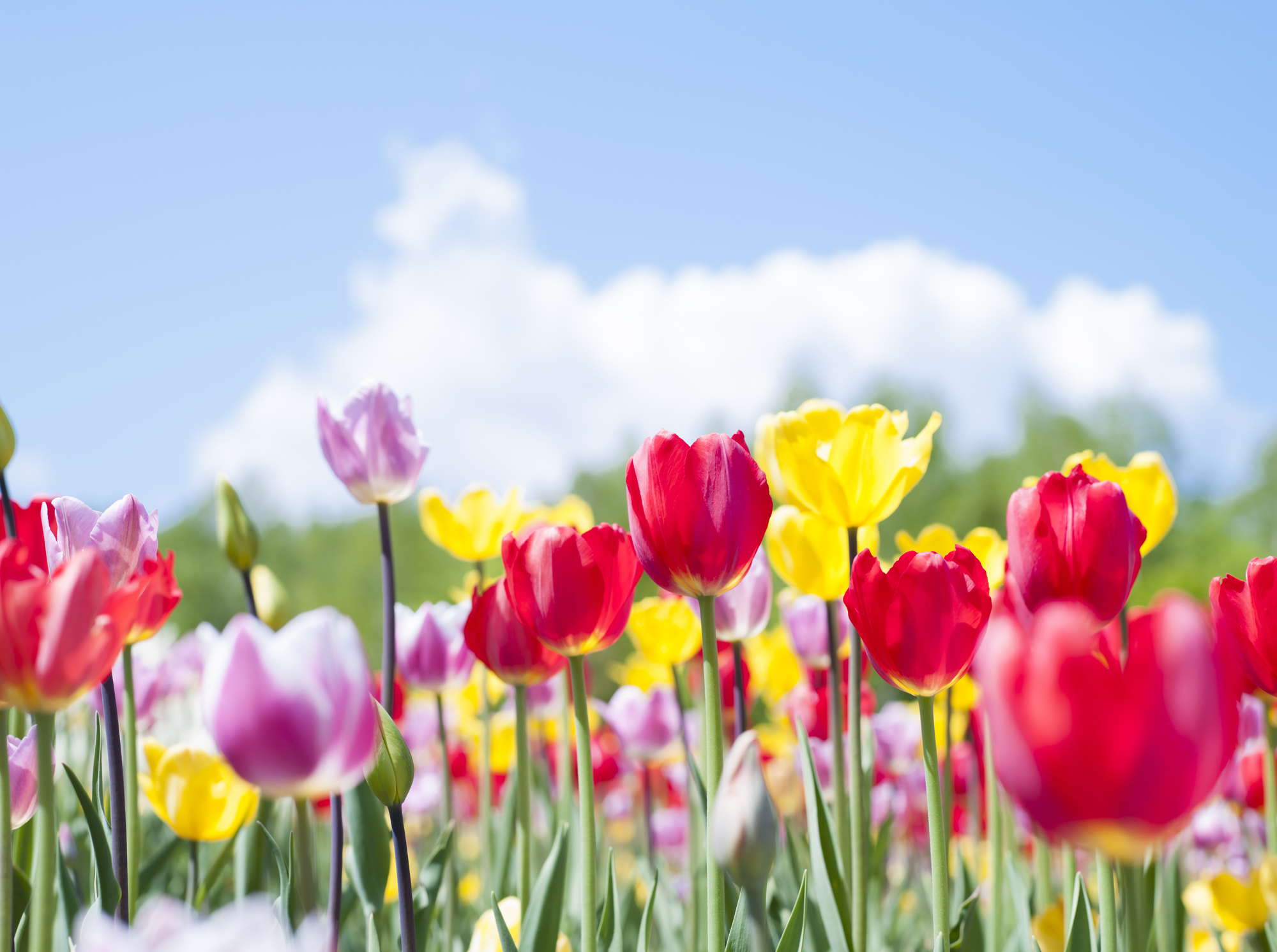 札幌にある 口コミで人気のおすすめ遊び場5選 大自然のスポットに子供連れで楽しくお出かけ アチコチ By ママリ