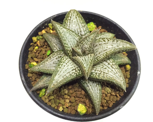 多肉植物 ハオルチア 錦帯橋【新入荷】