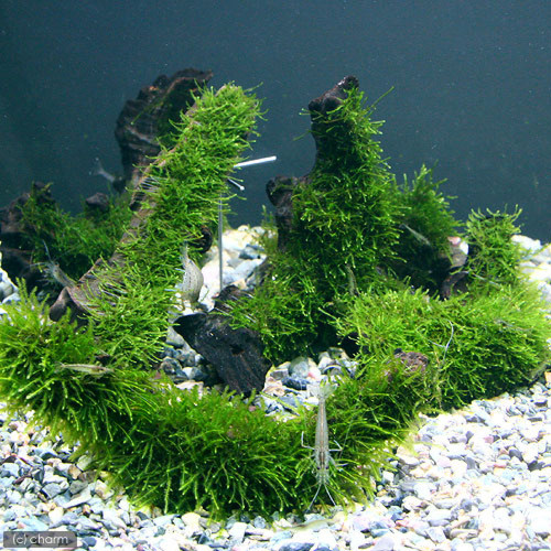 (水草)ウィローモスSサイズ無農薬(1本)