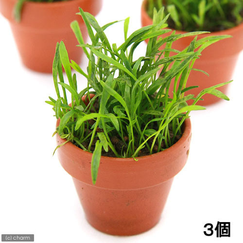 (水草)コブラグラス無農薬(3鉢)