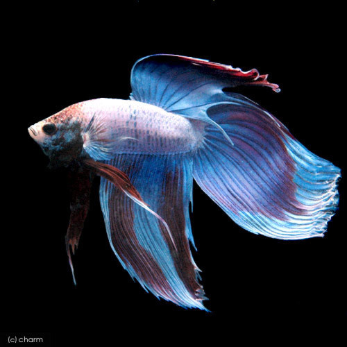 (熱帯魚)ベタ・トラディショナル オス(1匹)