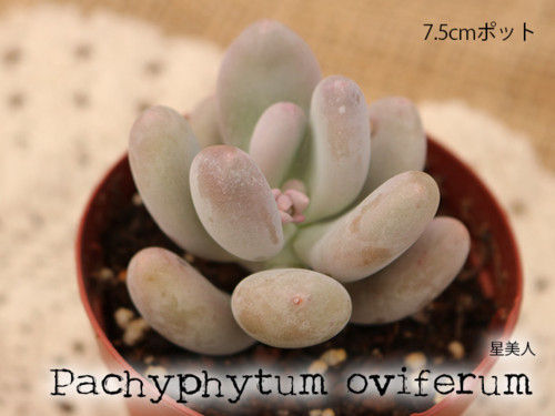 多肉植物 パキフィツム 星美人